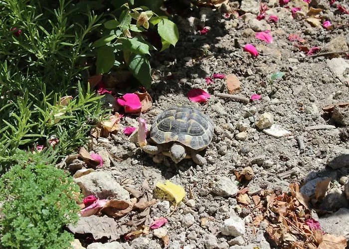 Al Qatta Frühstückspension 4*